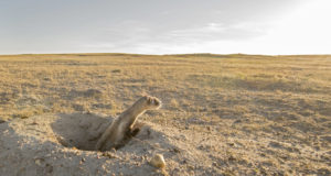 Peanut butter and drones: hope for endangered ferrets