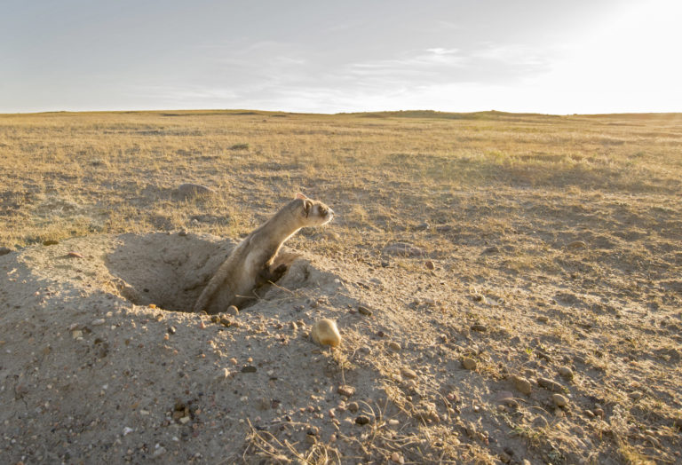 Peanut butter and drones: hope for endangered ferrets