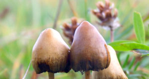 First weed, now mushrooms