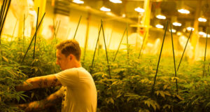 The elephant in the grow house