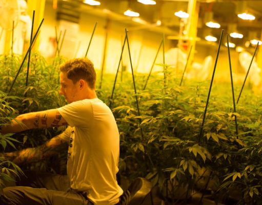 The elephant in the grow house