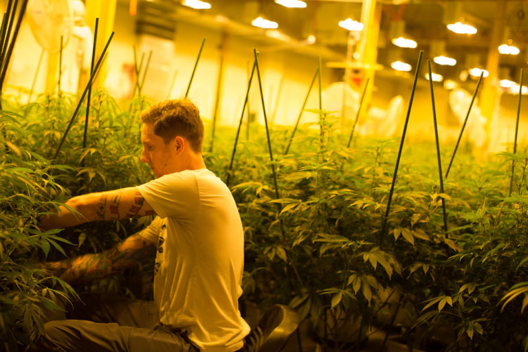The elephant in the grow house