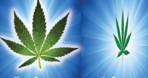 Can weed help you lose weight?