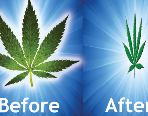 Can weed help you lose weight?