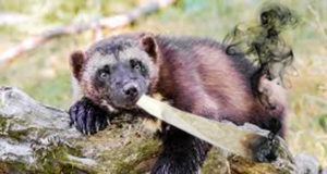 Michigan marijuana poll: Schadenfreude alert