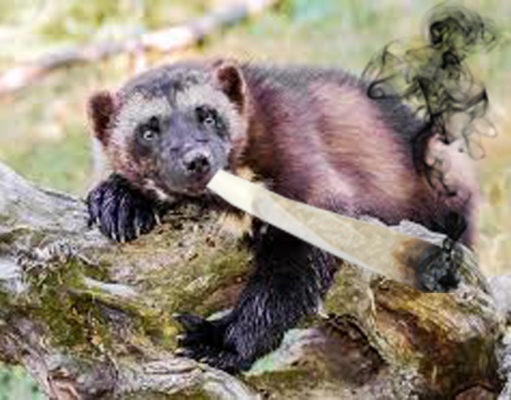 Michigan marijuana poll: Schadenfreude alert