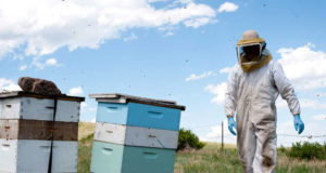 ‘Honed in the fires of bee hell’