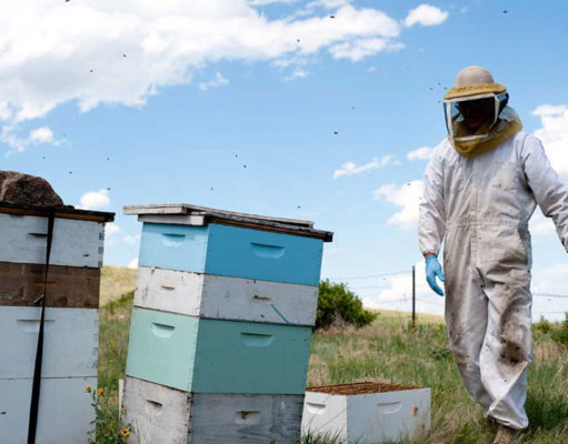 ‘Honed in the fires of bee hell’