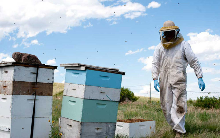 ‘Honed in the fires of bee hell’