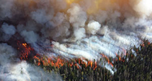 Misguided forest policy