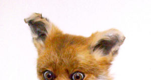 Don’t let your dog eat your weed