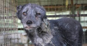 Beaten dog syndrome: Enduring the days of Trump