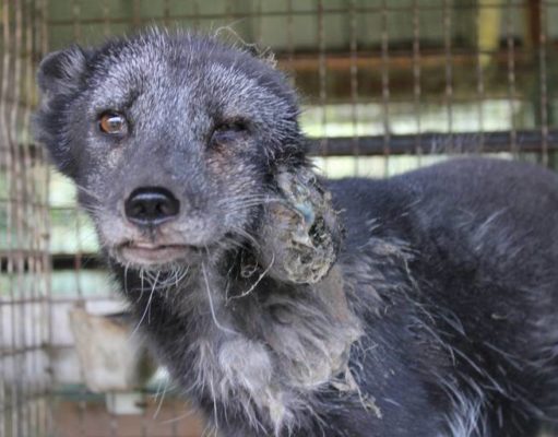 Beaten dog syndrome: Enduring the days of Trump