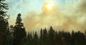 Fried fish, smothered fish