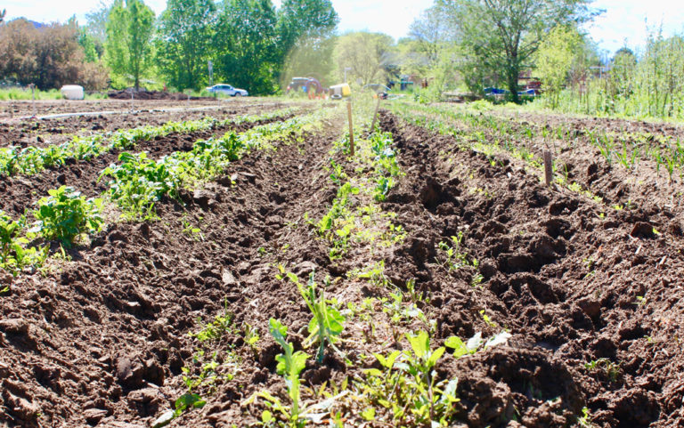 Boulder food farmers claim City is shutting them out of Open Space land
