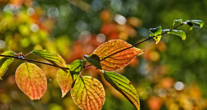 Savor summer one last time this Labor Day weekend