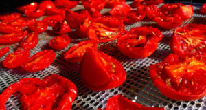 The best tomato ever