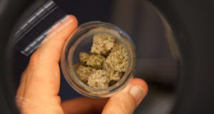 Marijuana Use Disorder: The weaponization of mental health