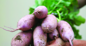 The radish: A Swiss-Army root