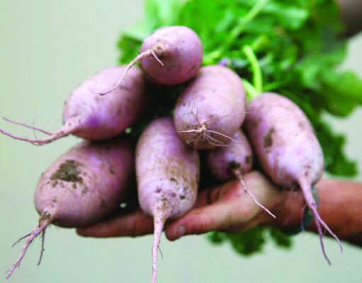 The radish: A Swiss-Army root