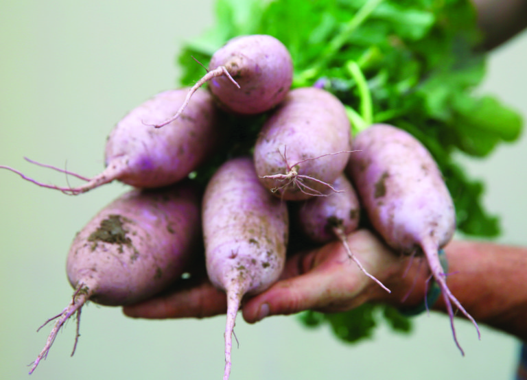 The radish: A Swiss-Army root