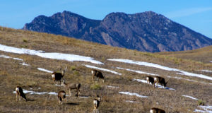 Locals wary despite company promise not to frack Rocky Flats