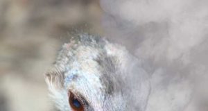 How to survive Thanksgiving: A definitive guide