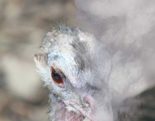 How to survive Thanksgiving: A definitive guide