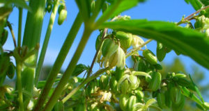 Congress poised to legalize hemp — so what’s hemp?