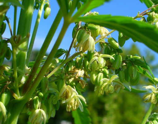 Congress poised to legalize hemp — so what’s hemp?