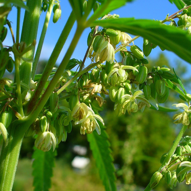 Congress poised to legalize hemp — so what’s hemp?