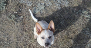 Meditations on love, death and what it means to be fully alive