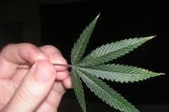 Top cannabis moments of 2018