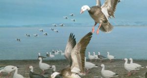 Dioramas: the theater of science and discovery