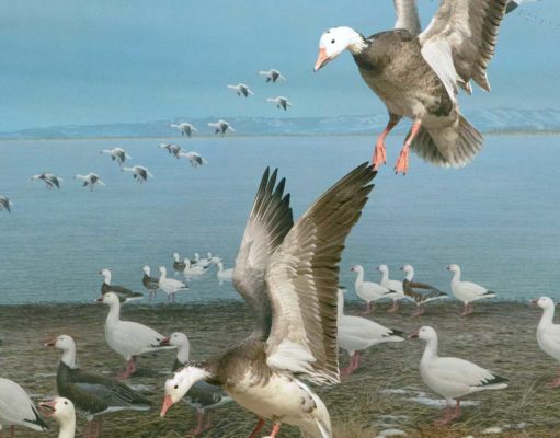 Dioramas: the theater of science and discovery