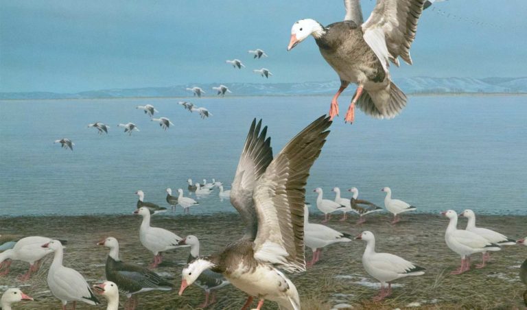Dioramas: the theater of science and discovery