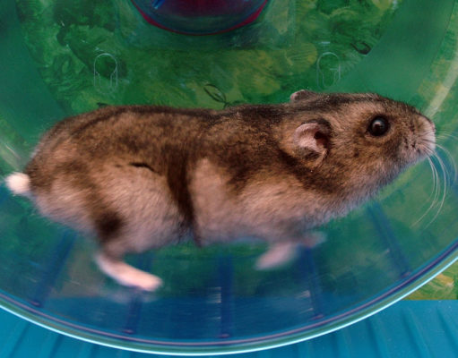 Tales from the depths of the purple lagoon