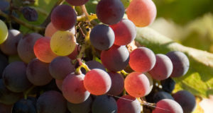 New climate tools predict a murky future for winemakers