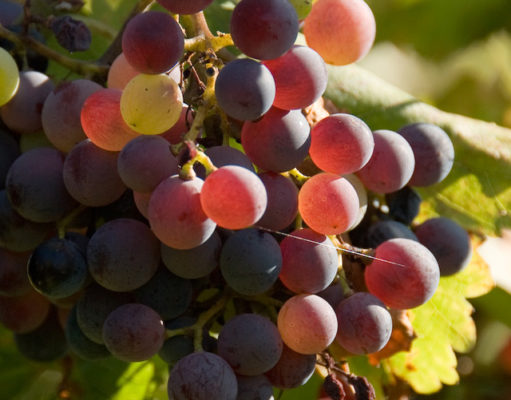 New climate tools predict a murky future for winemakers