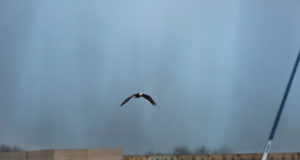 A not-so-grand experiment