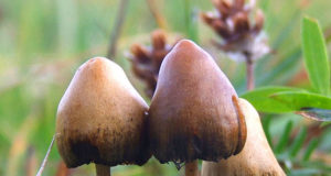 Magic mushrooms coming soon?