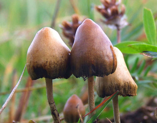 Magic mushrooms coming soon?