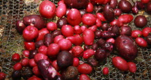 How to become a mashed potato GOAT