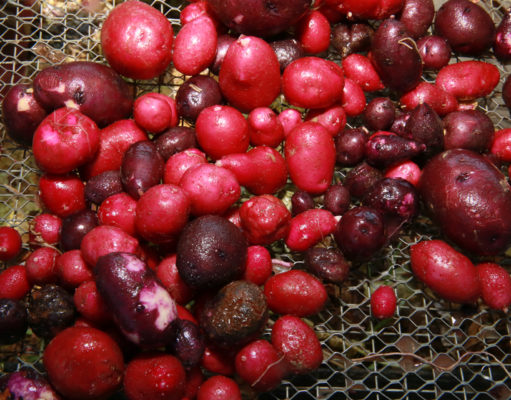 How to become a mashed potato GOAT