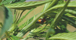 Get the inside scoop on local, sustainable CBD