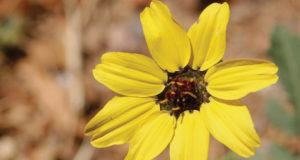 The houseplant industry’s threat to biodiversity