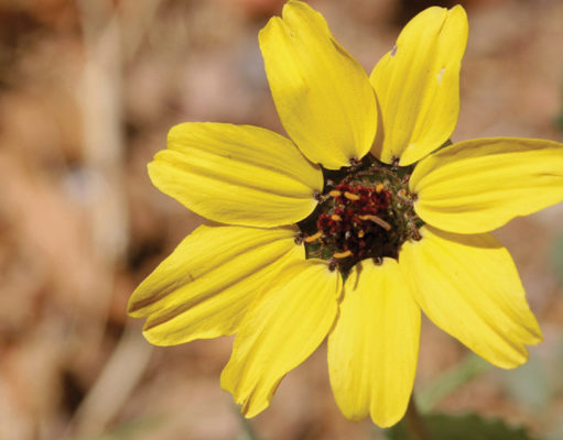 The houseplant industry’s threat to biodiversity