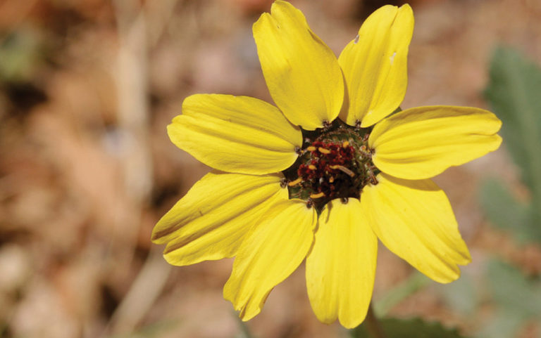 The houseplant industry’s threat to biodiversity
