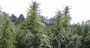 Cannabis used for federally funded research is ditchweed