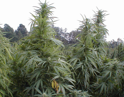 Cannabis used for federally funded research is ditchweed